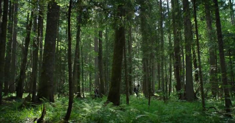 Кадр из фильма Лес призраков / The Forest (2016)