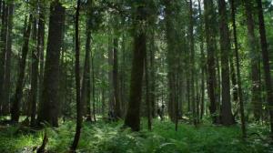 Кадры из фильма Лес призраков / The Forest (2016)