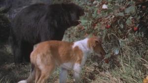 Кадры из фильма Храбрость Лэсси / Lassie (1946)