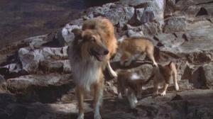 Кадры из фильма Храбрость Лэсси / Lassie (1946)