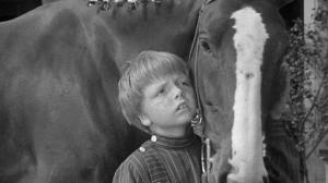 Кадры из фильма Мой брат разговаривает с лошадьми / My Brother Talks To Horses (1947)