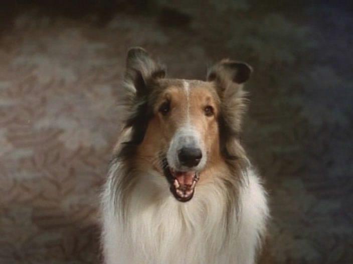 Кадр из фильма Лесси в разрисованных холмах / Lassie The Painted Hills (1951)