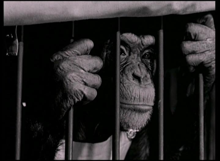 Кадр из фильма Обезьяньи проделки / Monkey Business (1952)