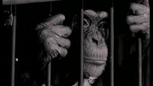 Кадры из фильма Обезьяньи проделки / Monkey Business (1952)