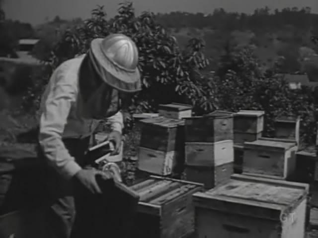 Кадр из фильма Женщина-оса / The Wasp Woman (1959)