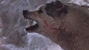 Кадры из фильма Никки, дикий пес севера / Nikki, Wild Dog of the North (1961)