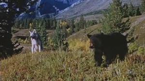 Кадры из фильма Никки, дикий пес севера / Nikki, Wild Dog of the North (1961)