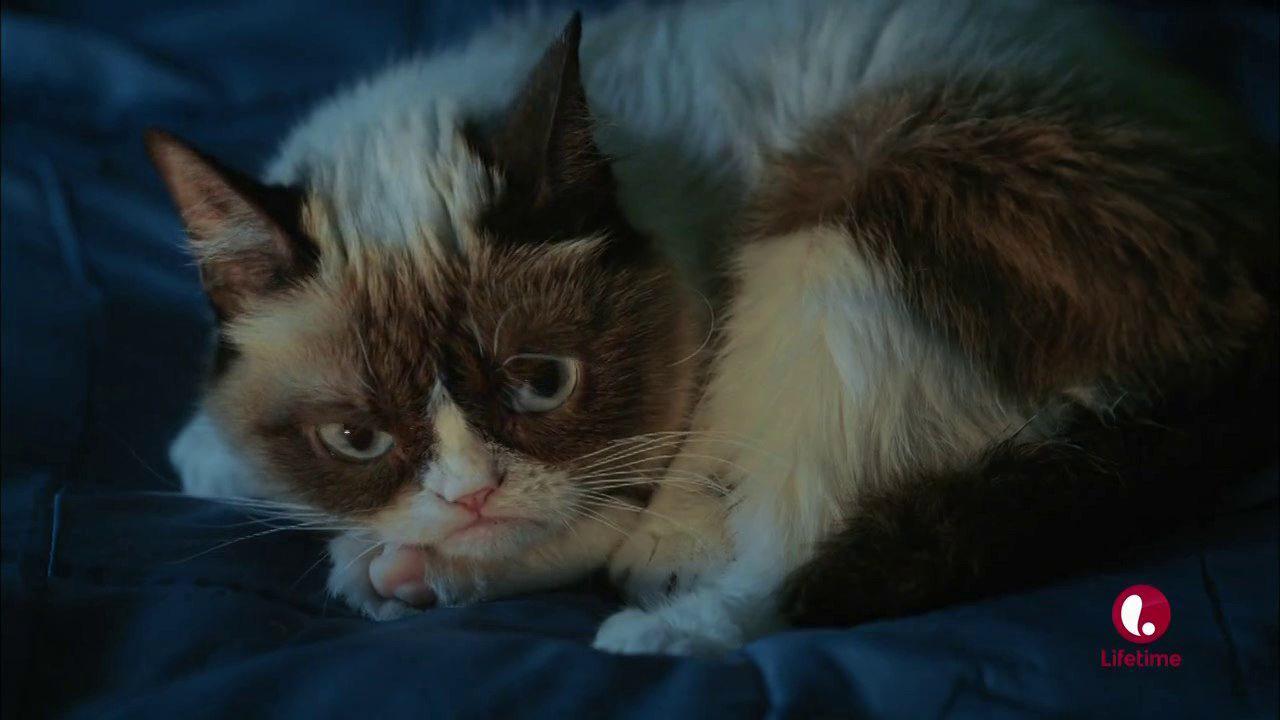 Кадр из фильма Худшее Рождество Сердитой кошки / Grumpy Cat's Worst Christmas Ever (2014)