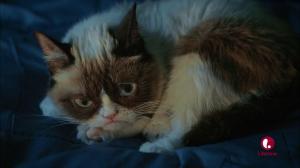 Кадры из фильма Худшее Рождество Сердитой кошки / Grumpy Cat's Worst Christmas Ever (2014)