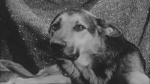 Кадры из фильма Пёс / Le chien (1962)
