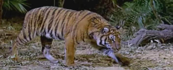Кадр из фильма Сандокан против Леопарда из Саравака / Sandokan contro il leopardo di Sarawak (1964)