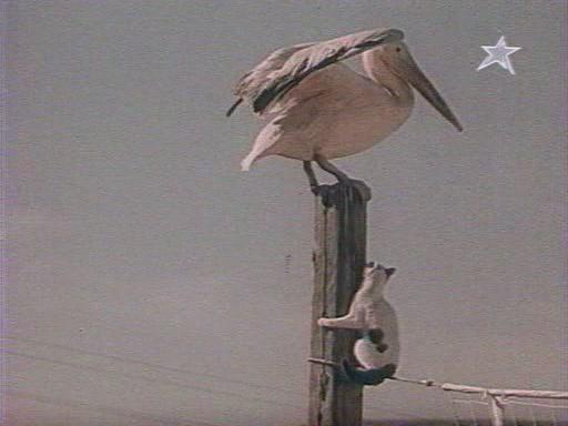 Кадр из фильма Слепая птица (1965)