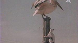 Кадры из фильма Слепая птица (1965)