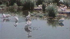 Кадры из фильма Слепая птица (1965)