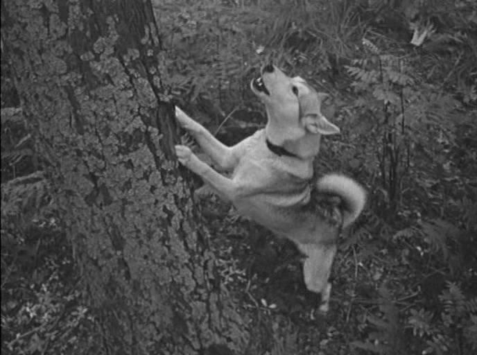 Кадр из фильма О чём молчала тайга (1966)