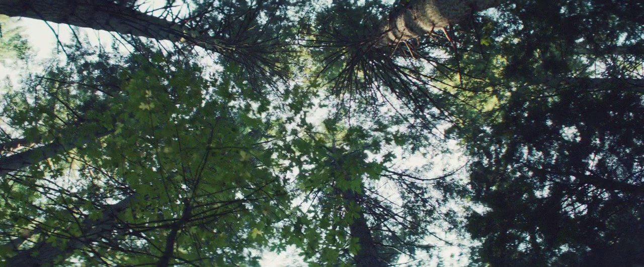 Кадр из фильма Дикая природа Джеймса / All the Wilderness (2014)
