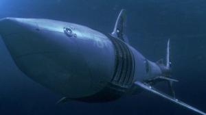 Кадры из фильма Мега-акула против Меха-акулы / Mega Shark vs. Mecha Shark (2014)