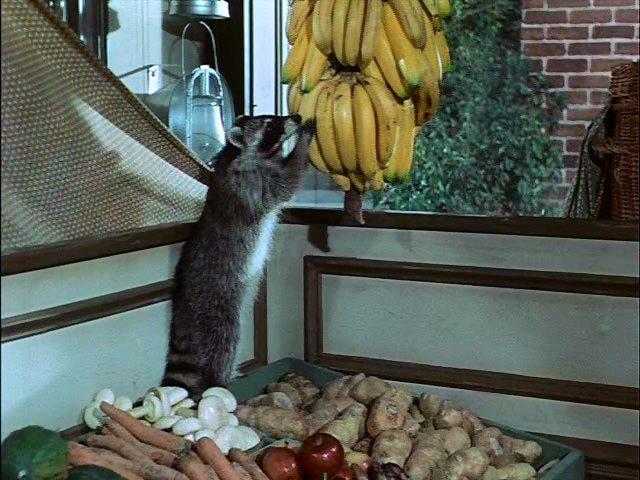 Кадр из фильма Шельмец / Rascal (1969)