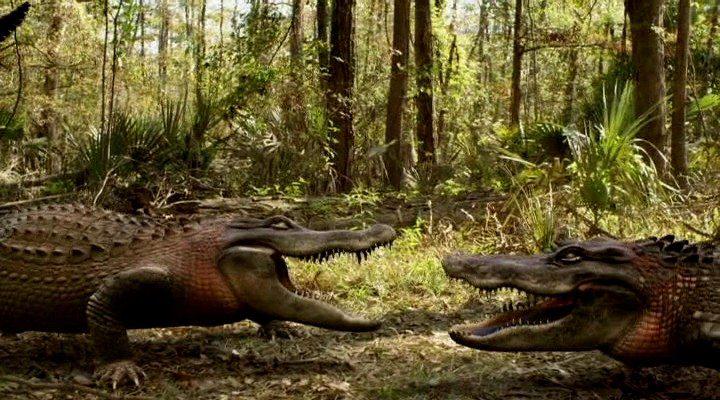 Кадр из фильма Земля аллигаторов / Ragin Cajun Redneck Gators (2013)
