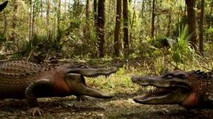Кадры из фильма Земля аллигаторов / Ragin Cajun Redneck Gators (2013)