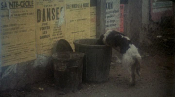 Кадр из фильма Кот / Le chat (1971)