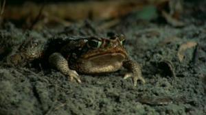 Кадры из фильма Лягушки / Frogs (1972)
