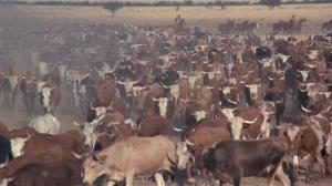 Кадры из фильма Скотоводческая компания Калпеппера / The Culpepper Cattle Co (1972)