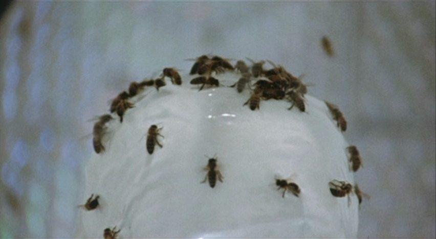 Кадр из фильма Вторжение девушек-пчел / Invasion of the Bee Girls (1973)