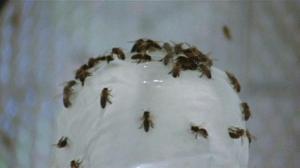 Кадры из фильма Вторжение девушек-пчел / Invasion of the Bee Girls (1973)