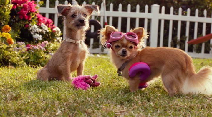 Кадр из фильма Крошка из Беверли-Хиллз 3 / Beverly Hills Chihuahua 3: Viva La Fiesta! (2012)