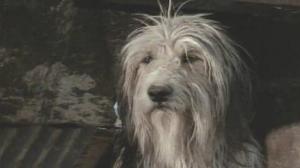 Кадры из фильма Парень и его пёс / A Boy and His Dog (1976)