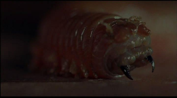 Кадр из фильма Корча / Squirm (1976)