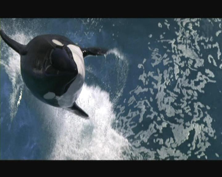 Кадр из фильма Смерть среди айсбергов / Orca: The Killer Whale (1977)
