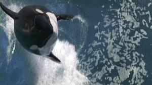 Кадры из фильма Смерть среди айсбергов / Orca: The Killer Whale (1977)