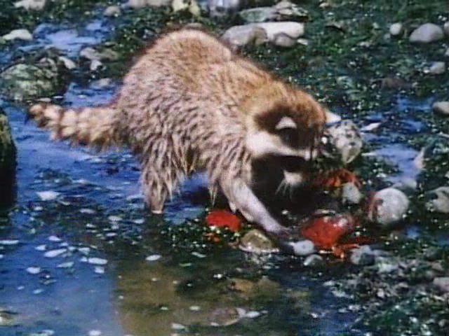 Кадр из фильма История о двух животных / A Tale of Two Critters (1977)