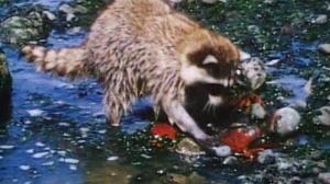 Кадры из фильма История о двух животных / A Tale of Two Critters (1977)