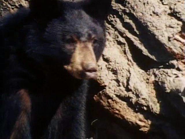 Кадр из фильма История о двух животных / A Tale of Two Critters (1977)
