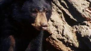 Кадры из фильма История о двух животных / A Tale of Two Critters (1977)