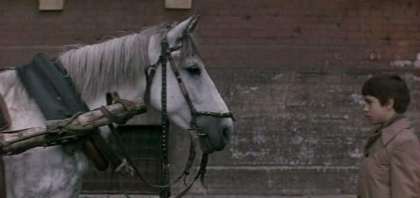 Кадр из фильма Самый красивый конь (1977)