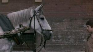 Кадры из фильма Самый красивый конь (1977)