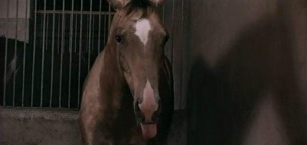 Кадр из фильма Самый красивый конь (1977)