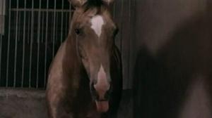 Кадры из фильма Самый красивый конь (1977)