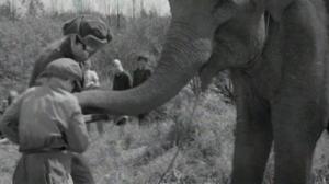 Кадры из фильма Солдат и слон (1978)