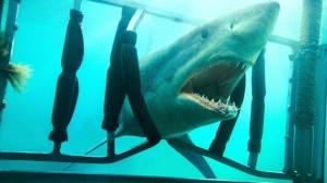 Кадры из фильма Челюсти 3D / Shark Night 3D (2011)