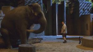 Кадры из фильма Мой парень из зоопарка / Zookeeper (2011)