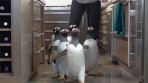 Кадры из фильма Пингвины мистера Поппера / Mr. Popper's Penguins (2011)