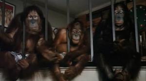 Кадры из фильма Обезьянник / Going Ape! (1981)