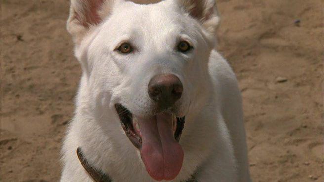 Кадр из фильма Белая собака / White Dog (1982)