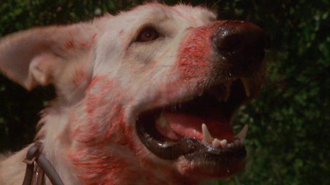 Кадр из фильма Белая собака / White Dog (1982)