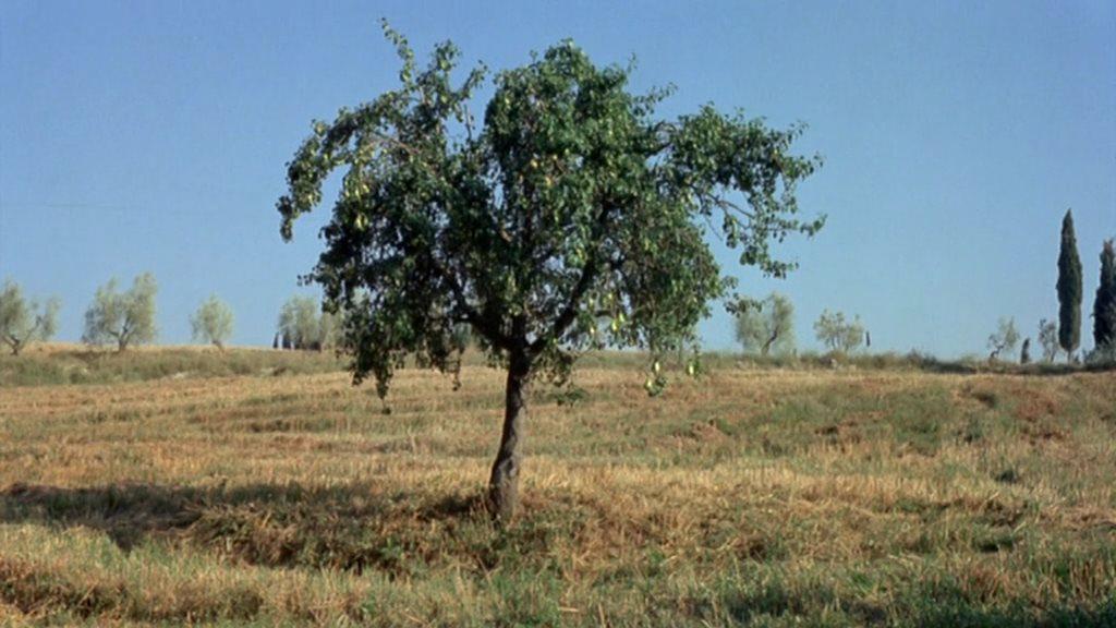 Кадр из фильма Ночь святого Лоренцо / La notte di San Lorenzo (1982)